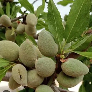 Mandorle fresche 500 gr