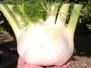 Finocchi local1, cada1