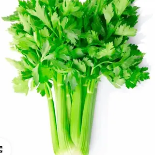 Sedano