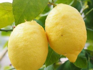 Limoni 500gr