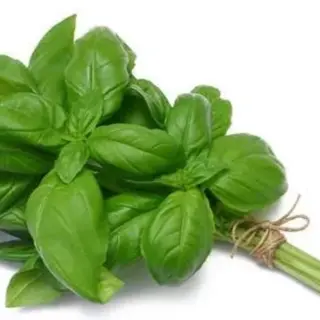 Basilico cada1