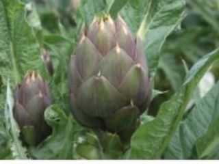 Carciofi spinelli locali ,cada1