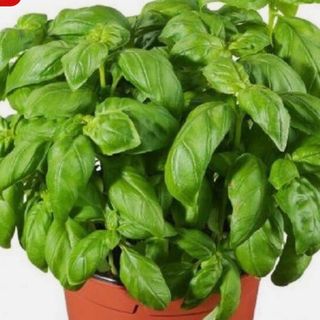 Piantina basilico cada1