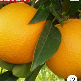 Arance vaniglia 500gr