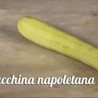 Zucchina Napoletana cada1