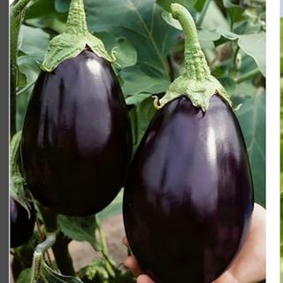 Melenzana nera cada1