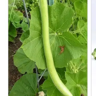 Zucchina