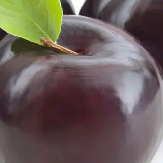 Susine 500gr