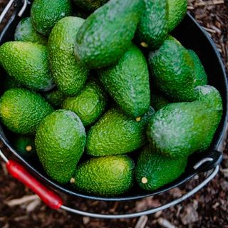 Avocado Siciliano