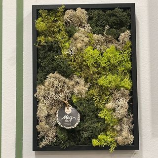 Quadro Muschio Lichene rettangolare