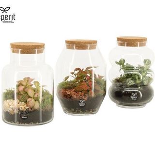 Terrarium Amex