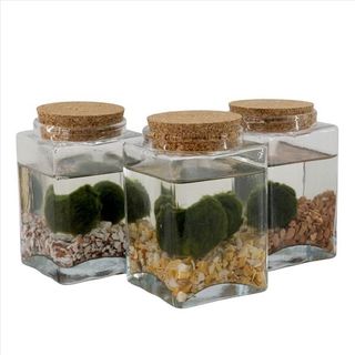 Marimo grande