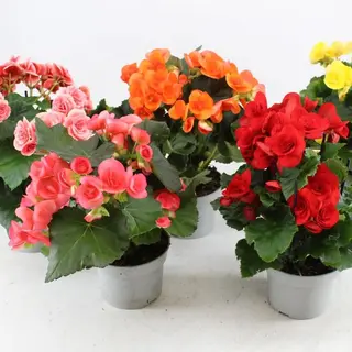 Begonia in Vaso