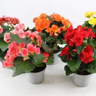 Begonia in Vaso