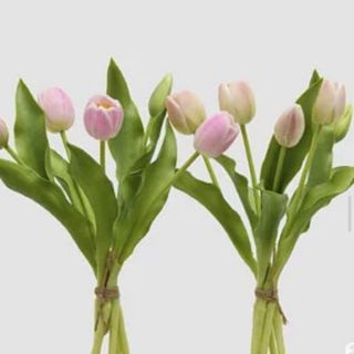 5 Tulipani Glicine art.