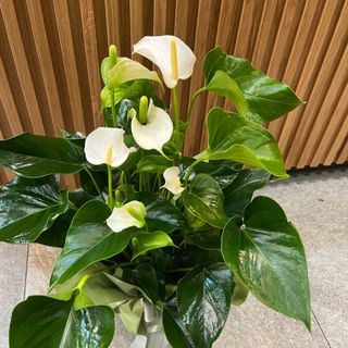 Anthurium Bianco