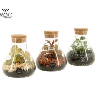 Terrarium Lisa
