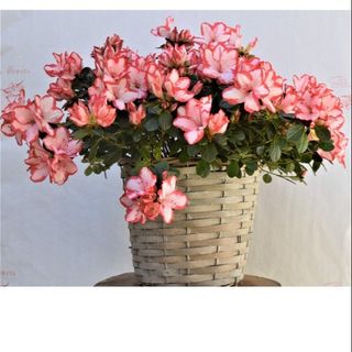 Azalea con cesto