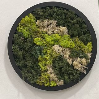 Quadro Muschio Lichene circolare