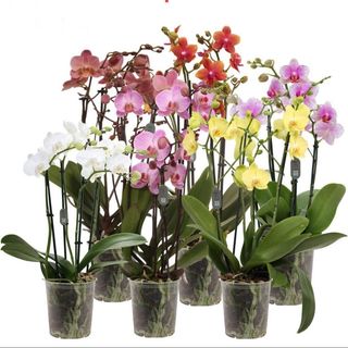Box di 10 Piante di Orchidee