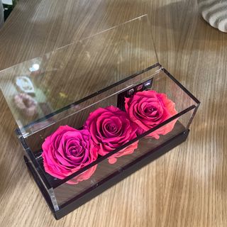 3 rose grandi fucsia