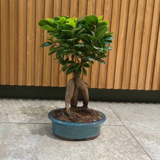 Bonsai Gynseng in ceramica azzurra