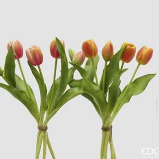 5 Tulipani Bicolor
