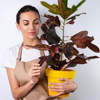 Pianta della Fiorista