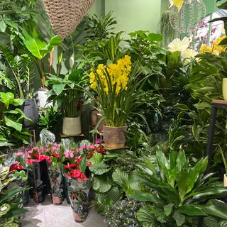 Pianta a scelta del fiorista