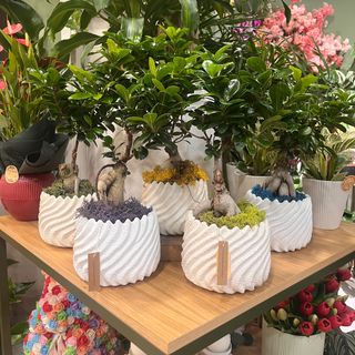 Ficus Gynseng con vaso a onde