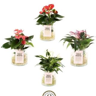 Anthurium in idrocultura media