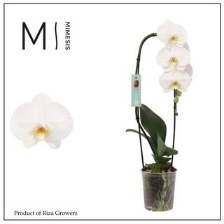 Orchidea Cigno