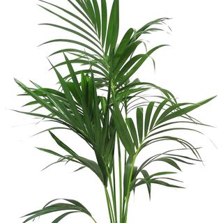 Kentia
