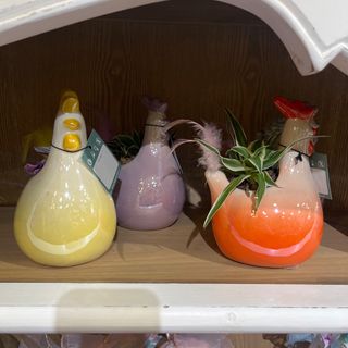 Gallinella con pianta