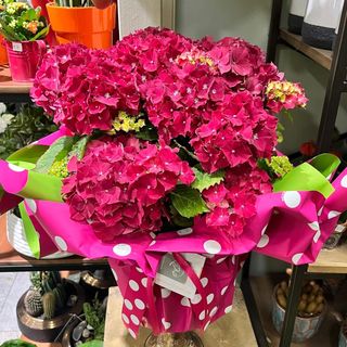 Ortensia Fucsia