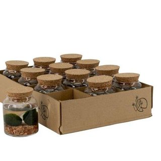 Marimo medio