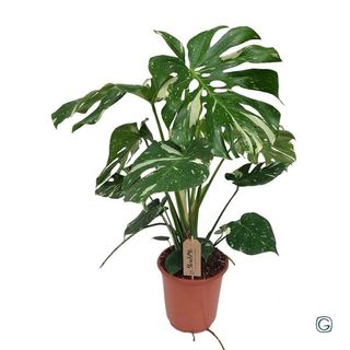 Philodendro Monstera