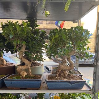 Bonsai di Ficus