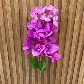 Bouganvillea