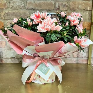 Azalea