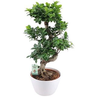 Bonsai Gynseng