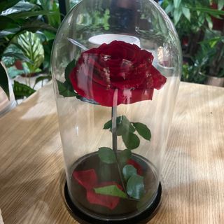Rosa eterna rossa 30cm