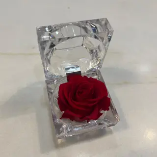 Rosa rossa stabilizzata