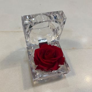 Rosa rossa stabilizzata