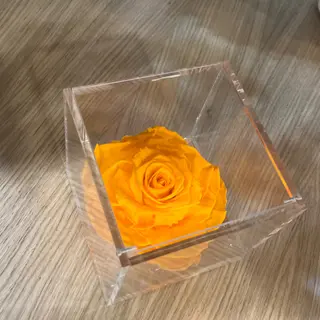 Rosa gigante, vera, stabilizzata, arancione