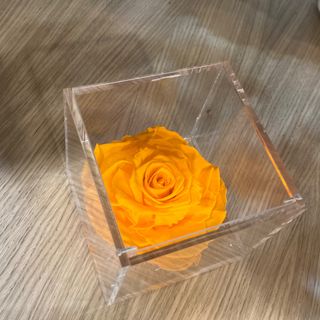 Rosa gigante, vera, stabilizzata, arancione