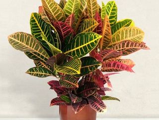 Croton