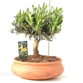 Bonsai di ulivo