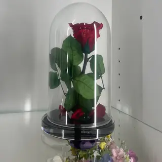 Rosa stabilizzata rossa 25cm