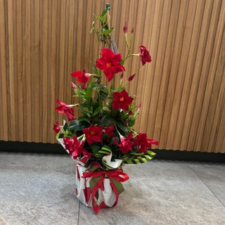 Dipladenia